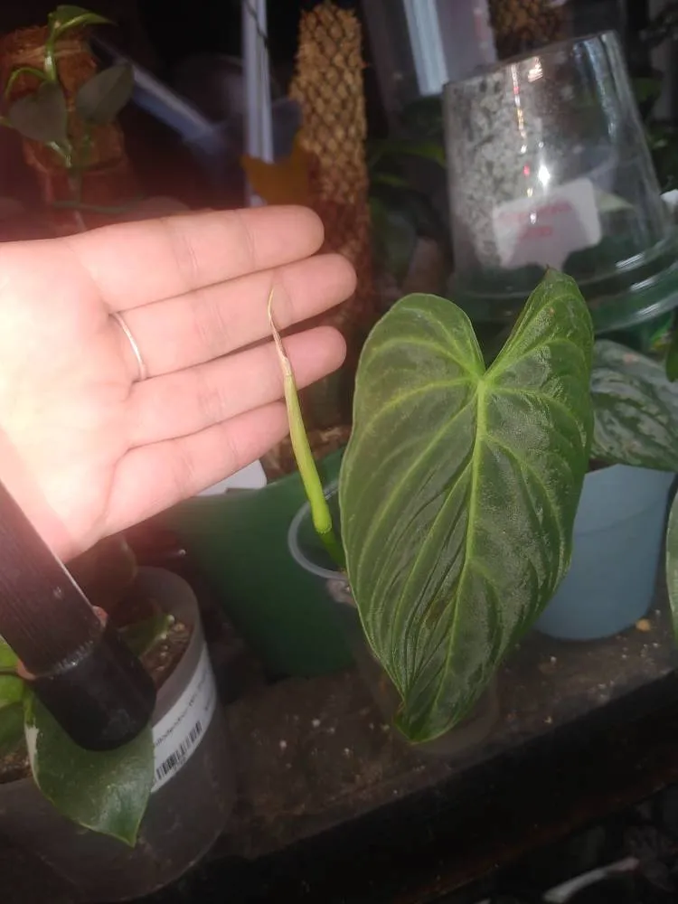 Philodendron Splendid photo 1