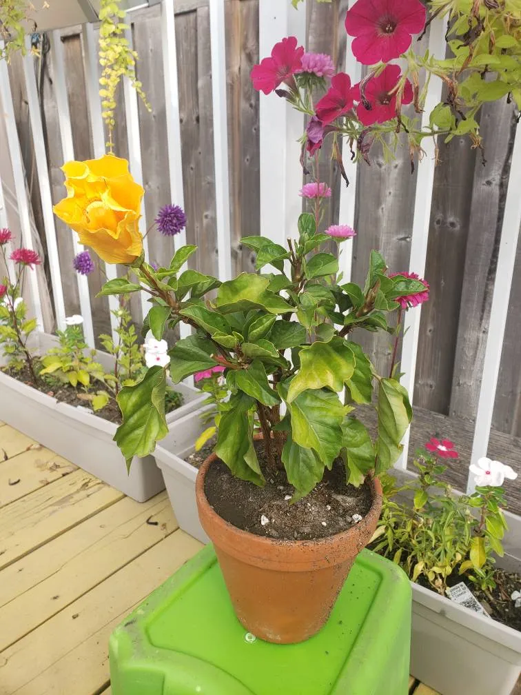 Hibiscus Plant Yellow Flower photo 1