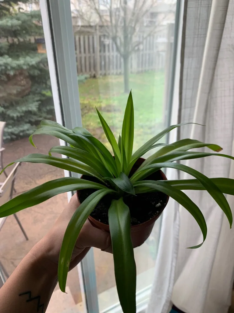 Small Spider Plants 🪴 photo 1