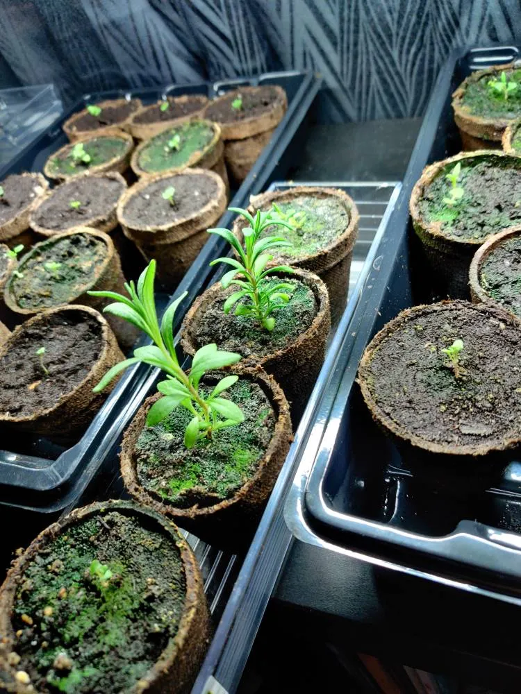 Czech Lavender Seedlings photo 1