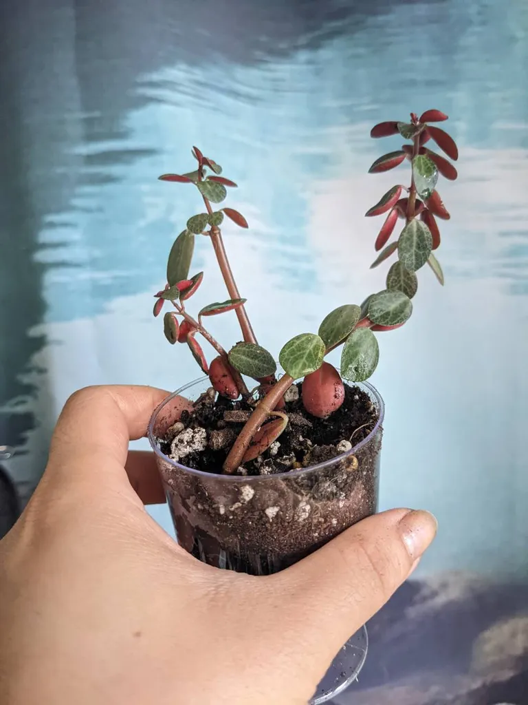 #plants Red Log Pepperomia photo 1