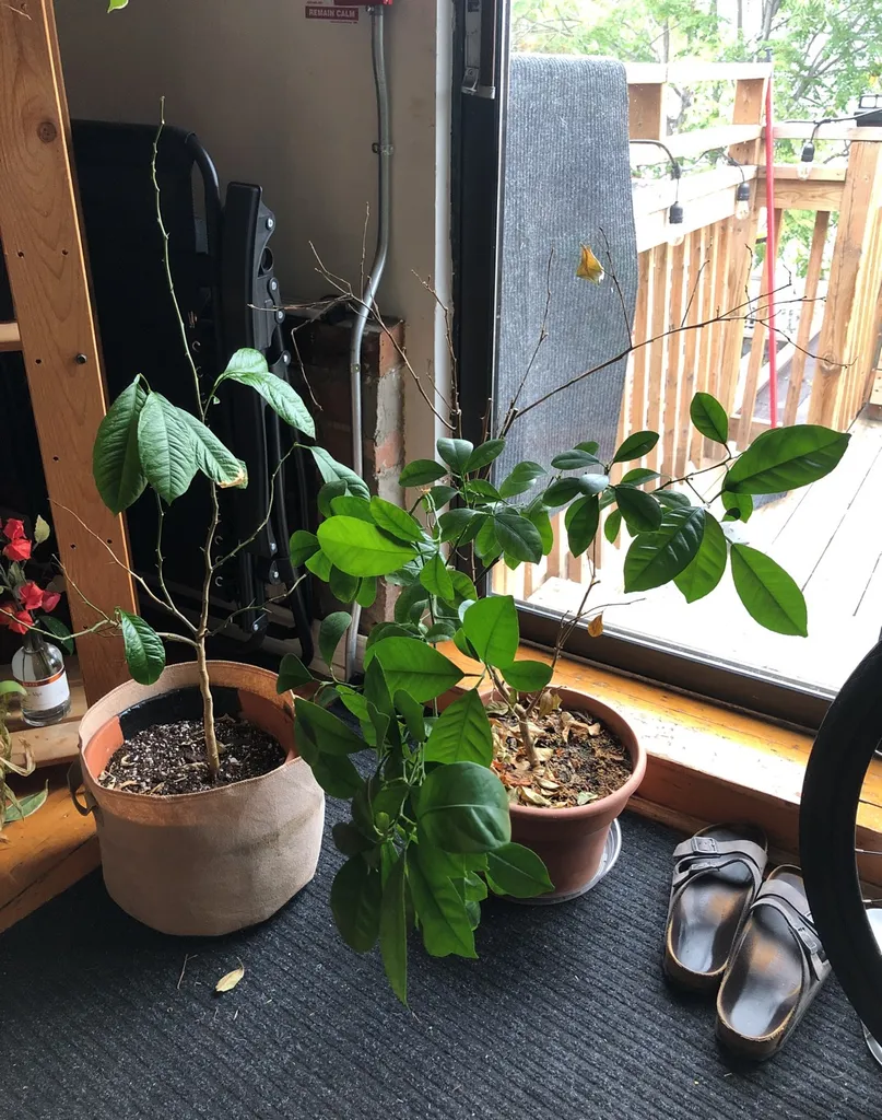 Calamondin Citrus photo 1