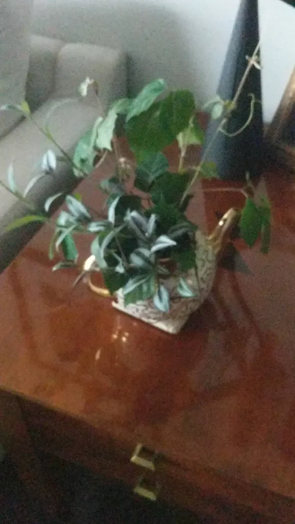 Rooted Plant Cuttings photo 1