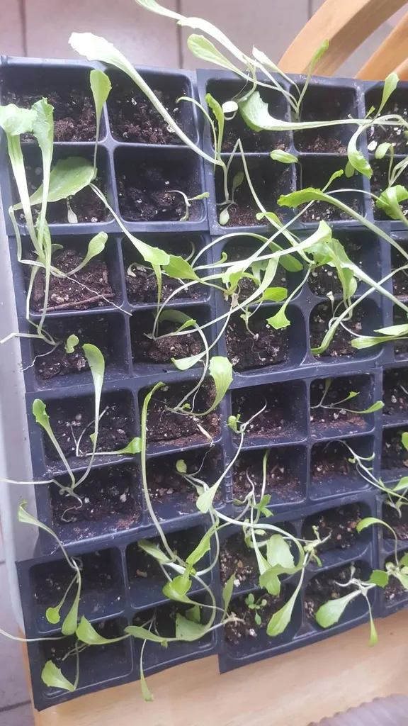 Leaf Lettuce Seedlings photo 1