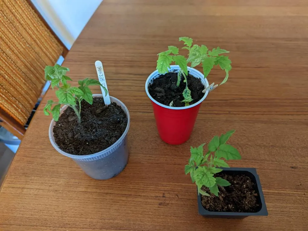 Tomato Plants - Old German photo 1