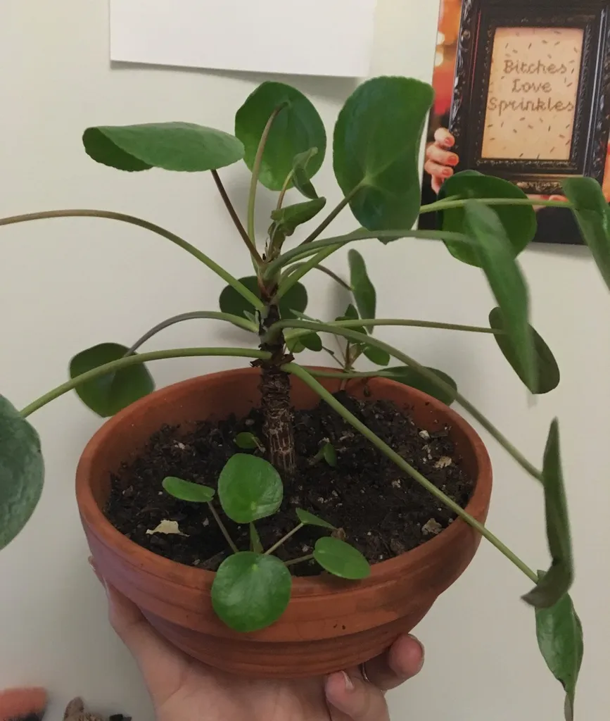Baby Pilea Peperomioides photo 1