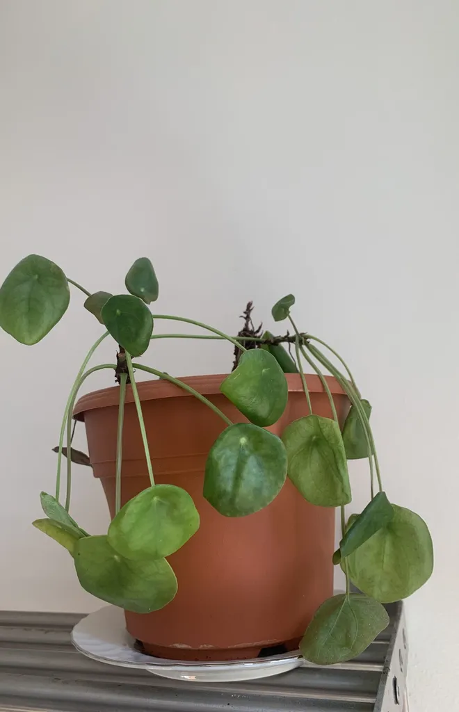 Sad Pilea photo 1