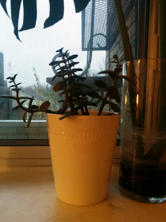 Chinese Jade Plant photo 1