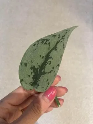 Scindapsus Silver Lady Rooted Cutting photo 1