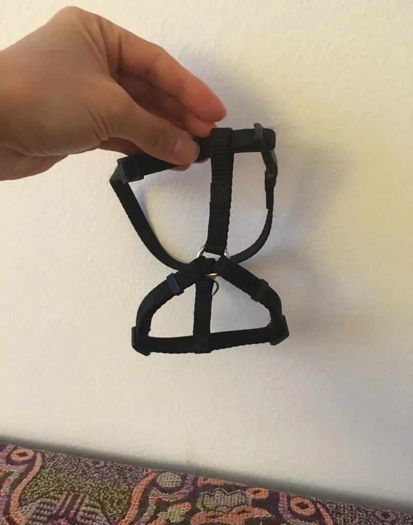 Kitten Harness In Almost Brand New Condition photo 1