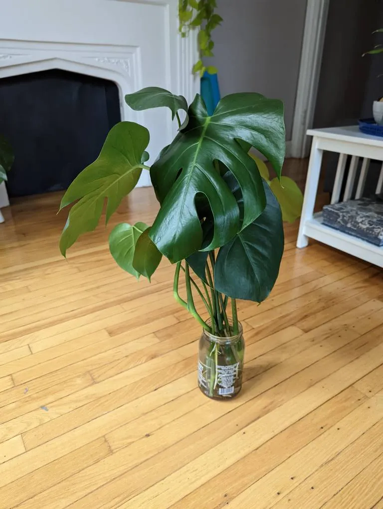 Various Monstera Deliciosa Plant Cuttings photo 1