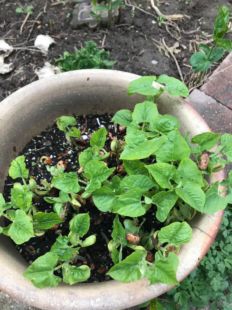 Beans Seedlings photo 1