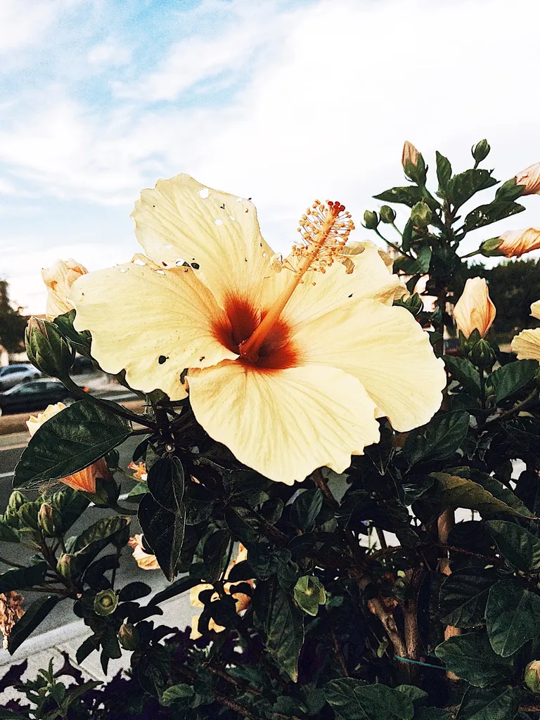 Virtual Tarot Readings! 🤍✨☺️ photo 1