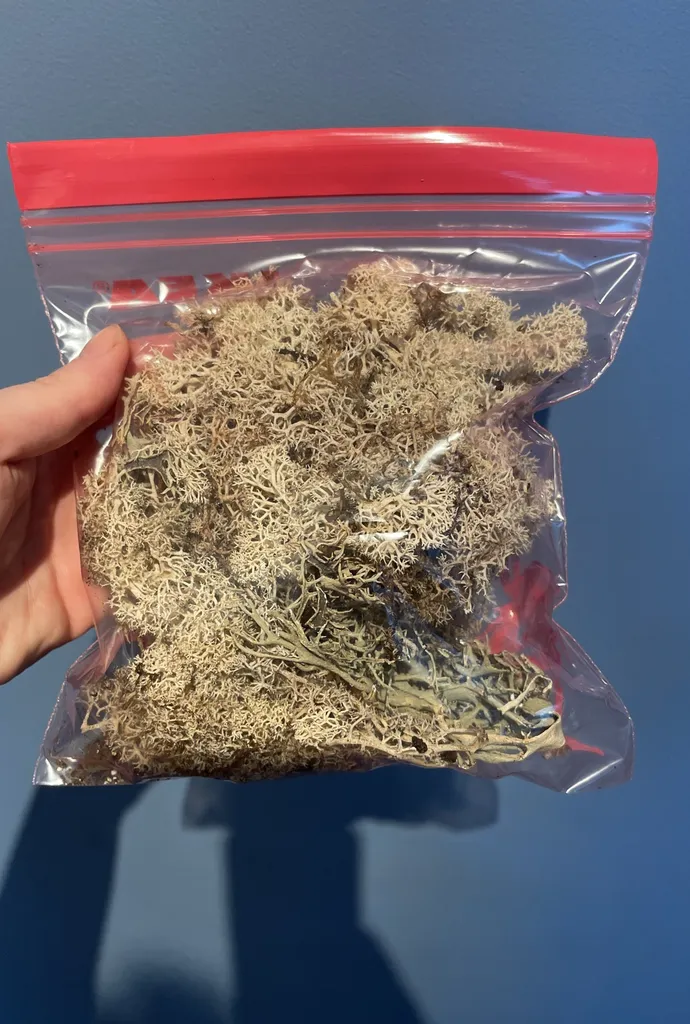 Decorative moss photo 1