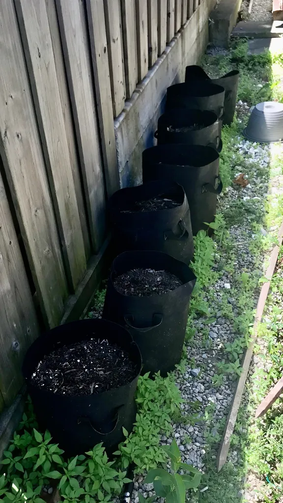 Grow Bags Filled With Scottie Garden Soil photo 1