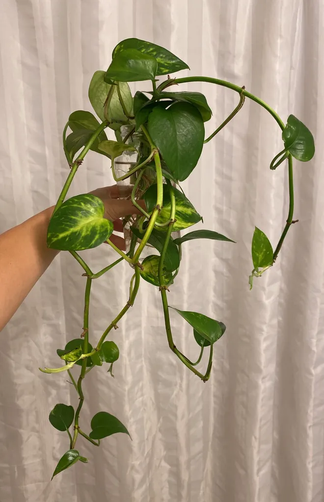 Golden Pothos (already rooted) photo 1