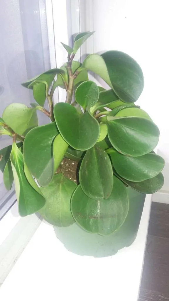 Little Rubber Plant (Peperomia obtusifolia) photo 1