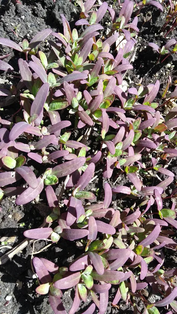 Orach Is The New Kale, Apparently? photo 1