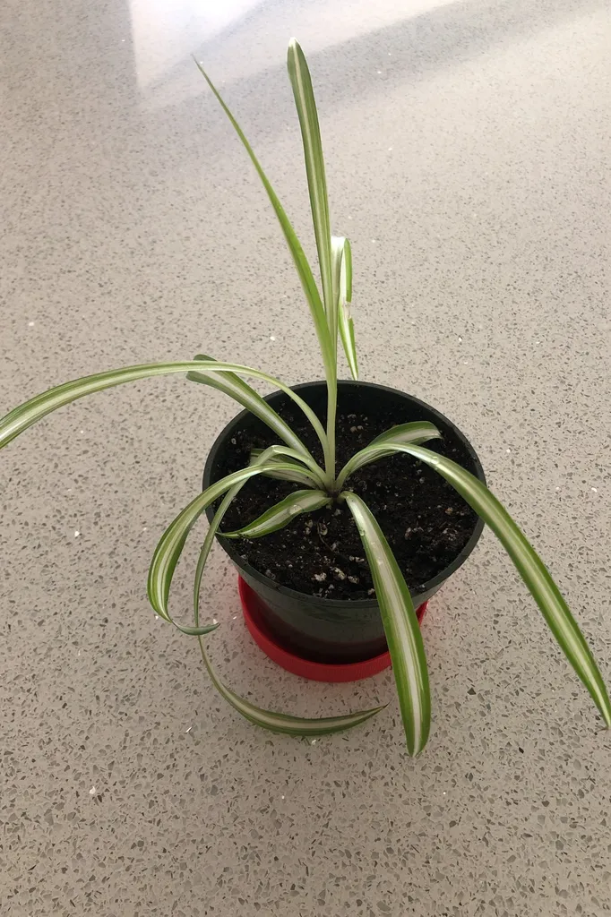 Baby Spider Plant Free With Trade photo 1