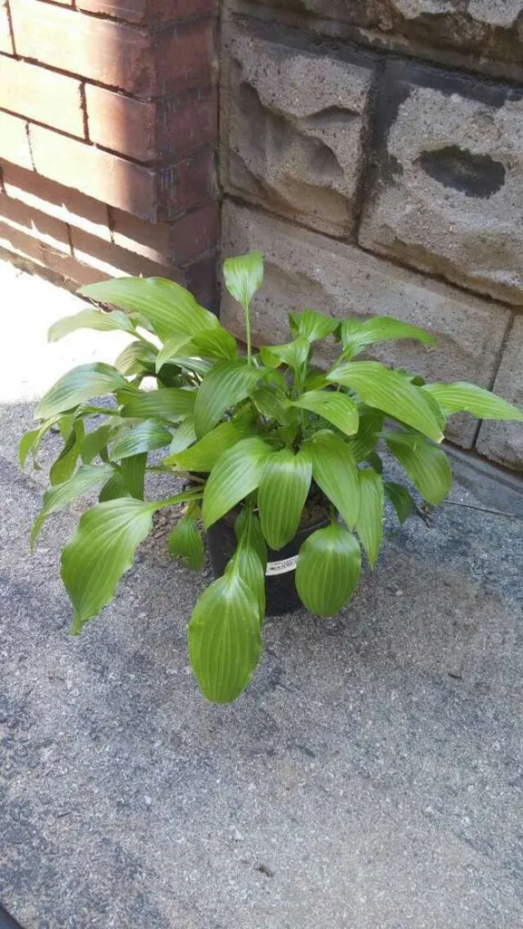 Hosta Plant photo 1