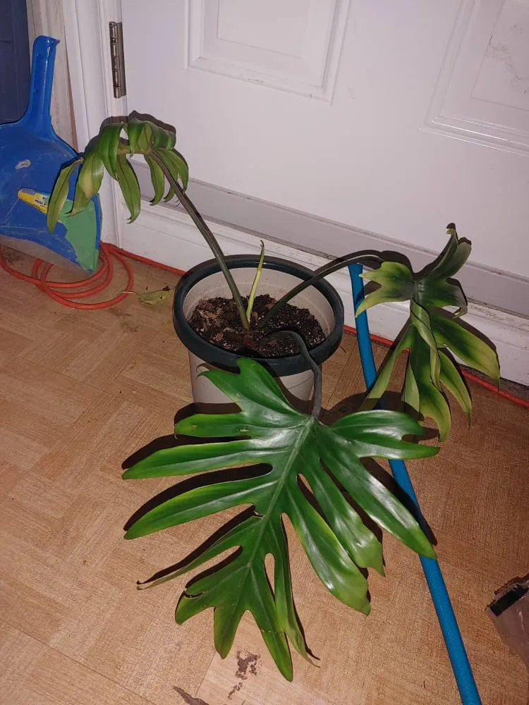 Large Tahiti/mayoi Philo photo 1