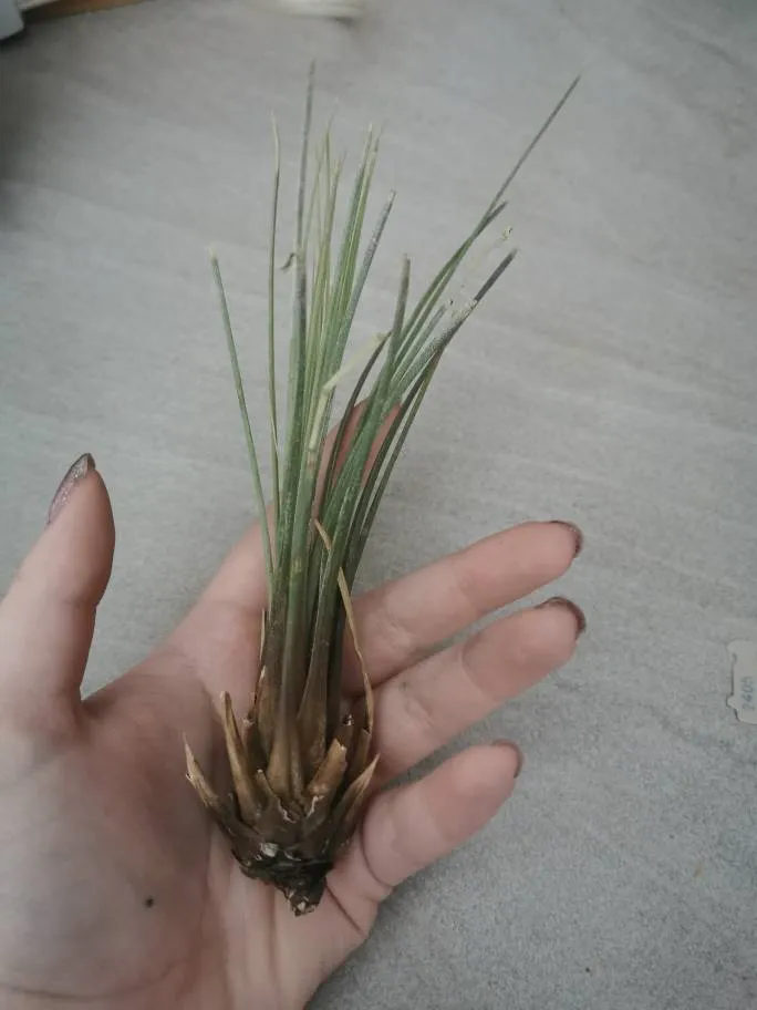 Air Plant photo 1