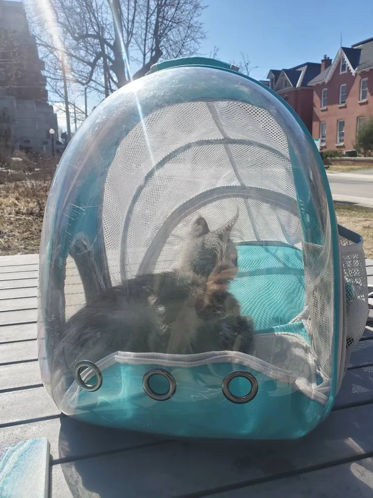Teal Bubble Backpack For Pets (Cat Not Included) photo 1