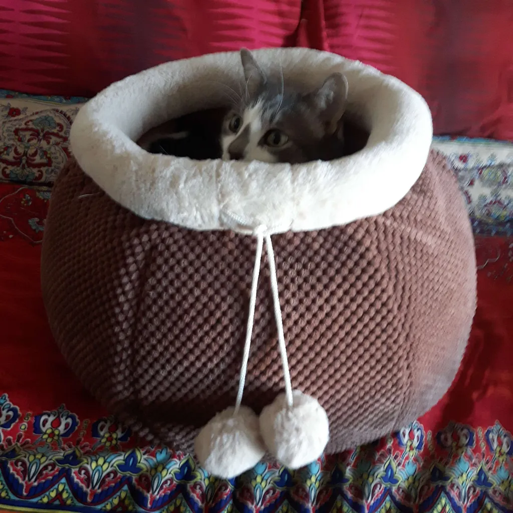 CAT BED photo 1