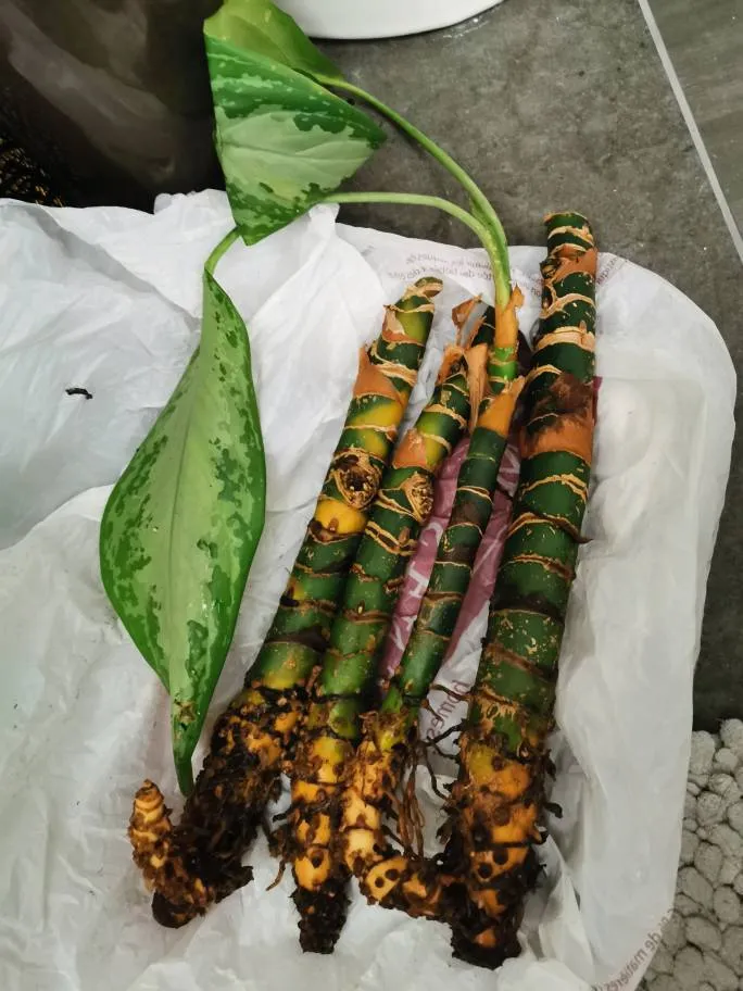 Rooted Plant Cuttings photo 1