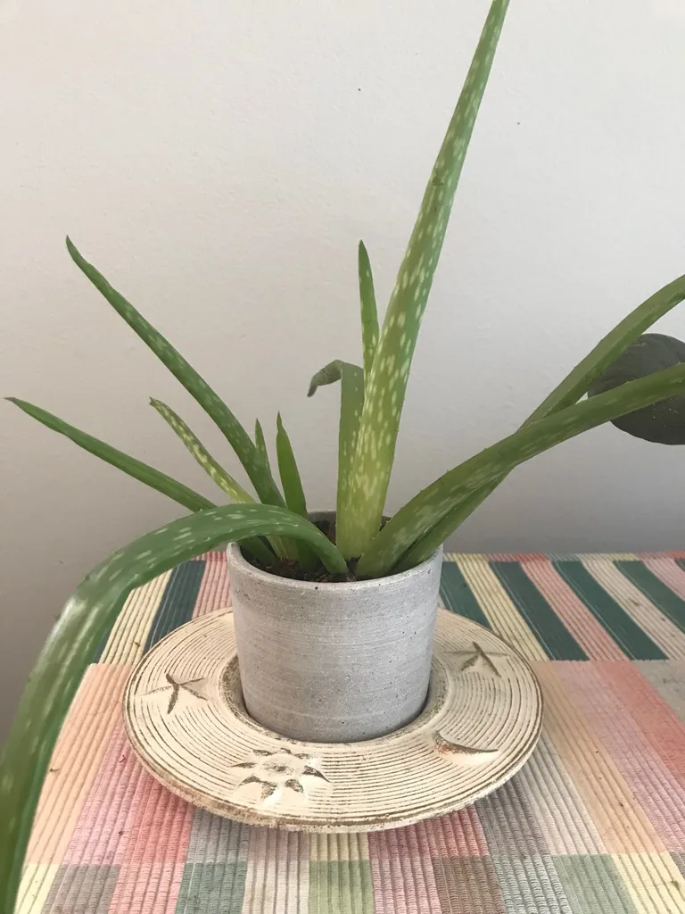 Newborn Aloe Babies!!! photo 1