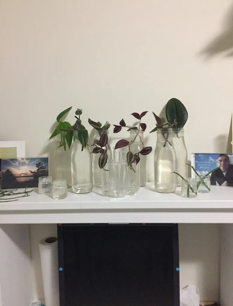 Plant Clippings! photo 1