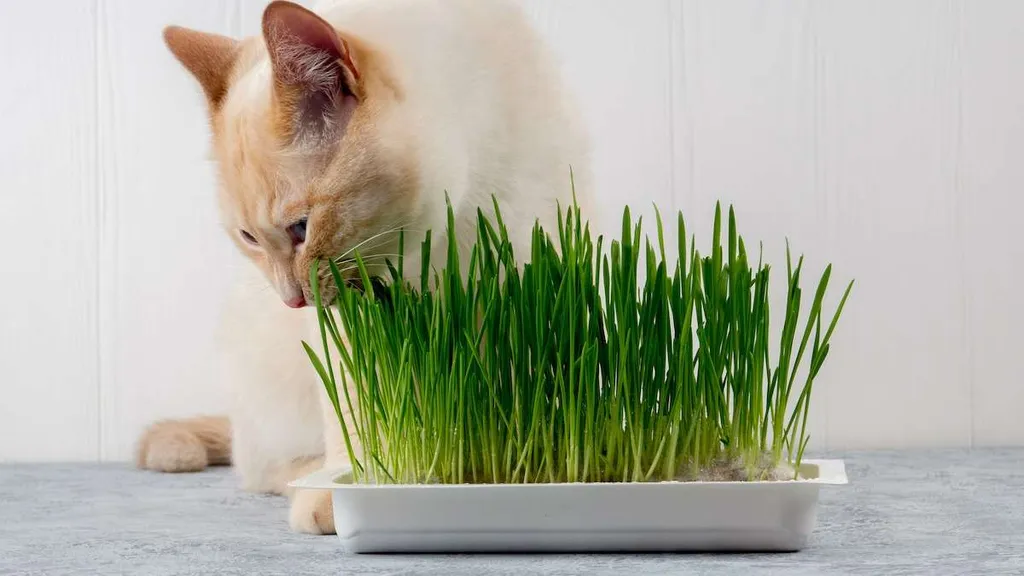 Organic Sweet Oat Grass Seeds (Cat Grass, for cats to munch on!) photo 1