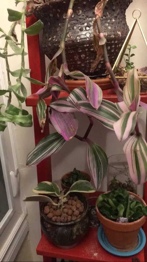 Tradescantia photo 1