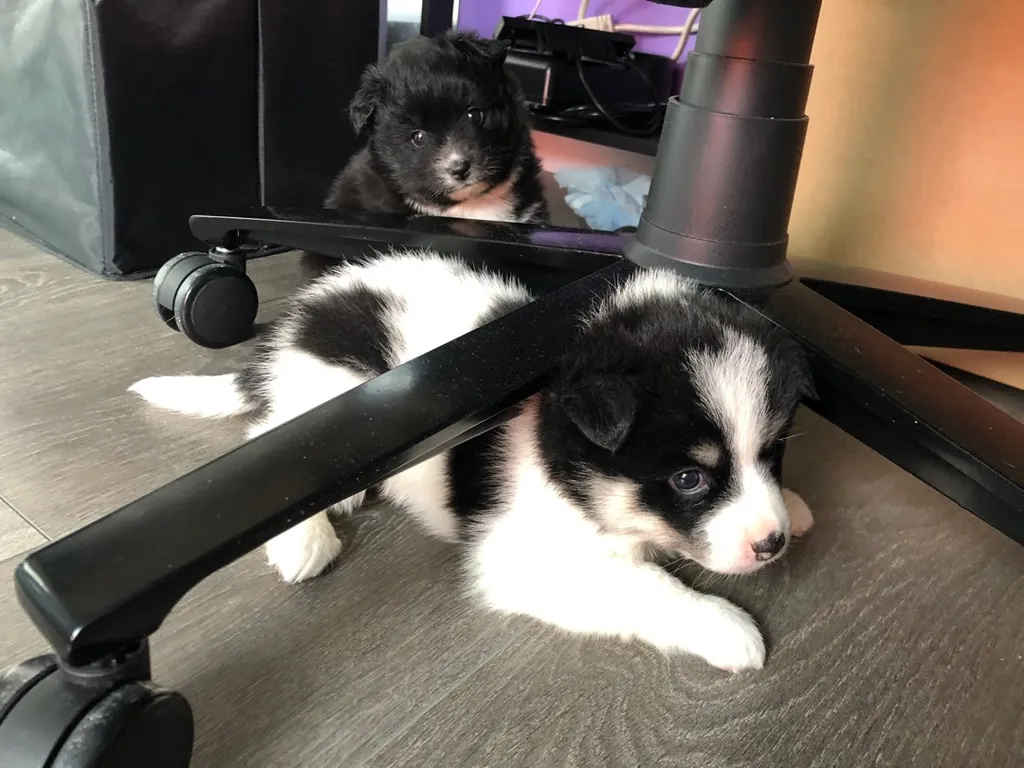 ISO: Puppy Supplies photo 1