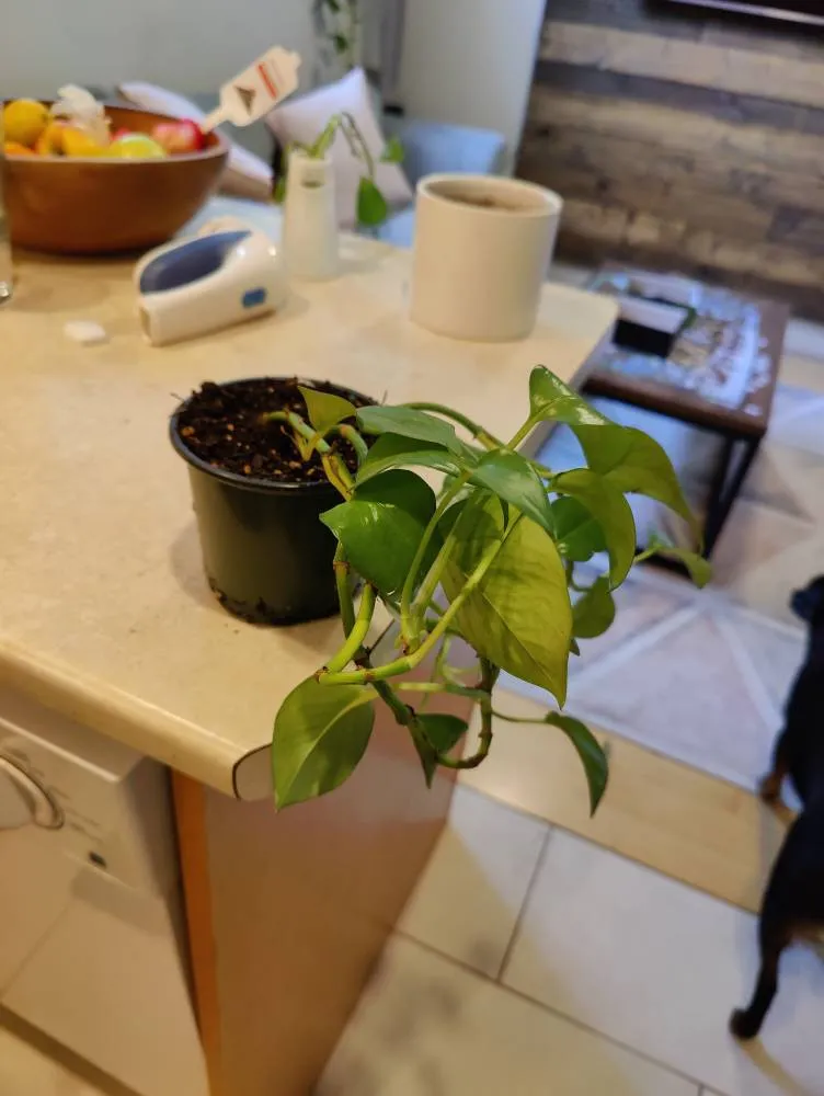 Pothos Plant photo 1