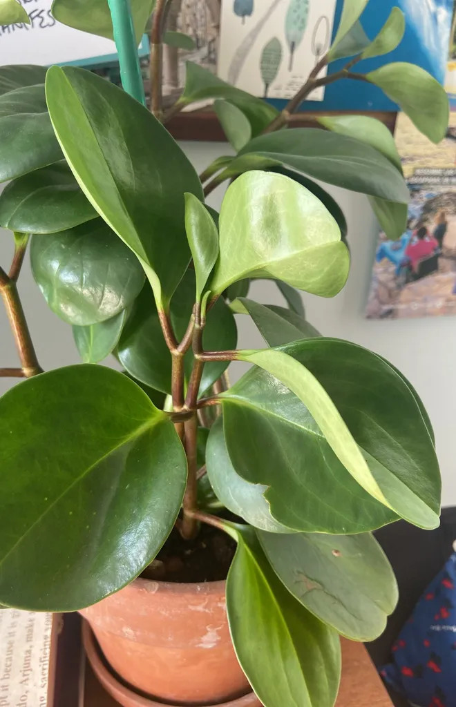 Pilao Cuttings photo 1