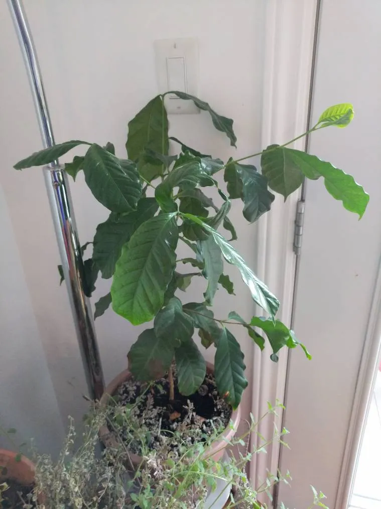 Coffee Plant photo 1