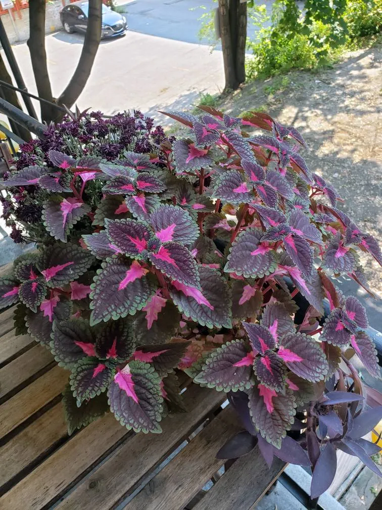Coleus cuttings photo 1