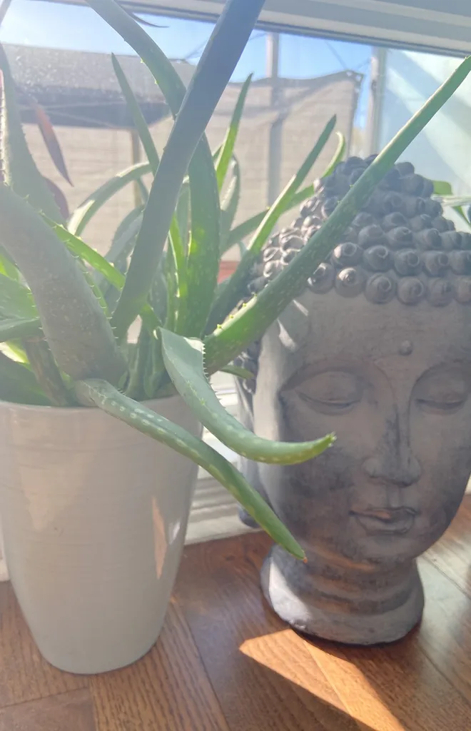 Aloe Baby Plants photo 1