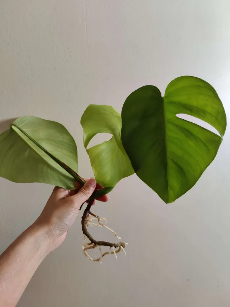 Rooted Monstera Cutting photo 1