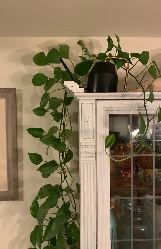 Pothos Cuttings 💚 photo 1