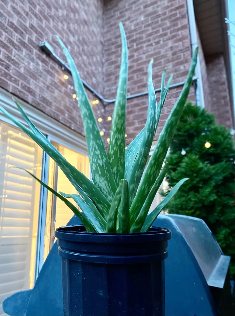 Mother Aloe photo 1