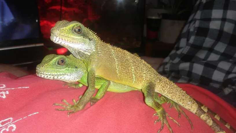 2-3 Things Of Bleach For Hair photo 1