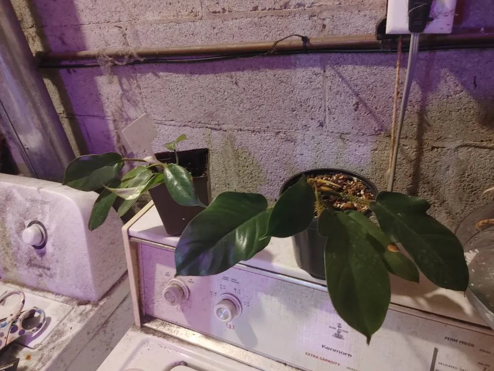 Hairy Stem Squamiferum photo 1