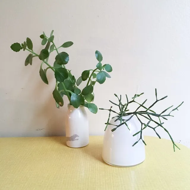 kalanchoe/rhipsalis cuttings. photo 1