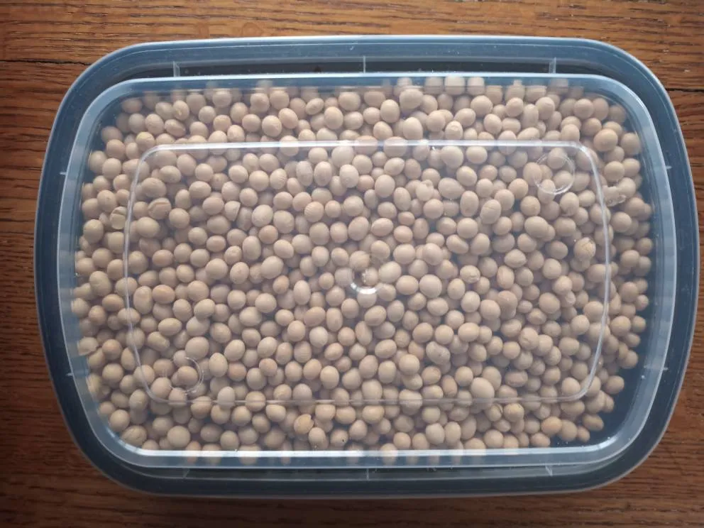 Yellow Beans! Dried Goods photo 1