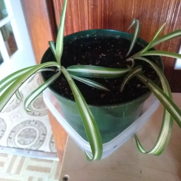 2 Spider Babies photo 1