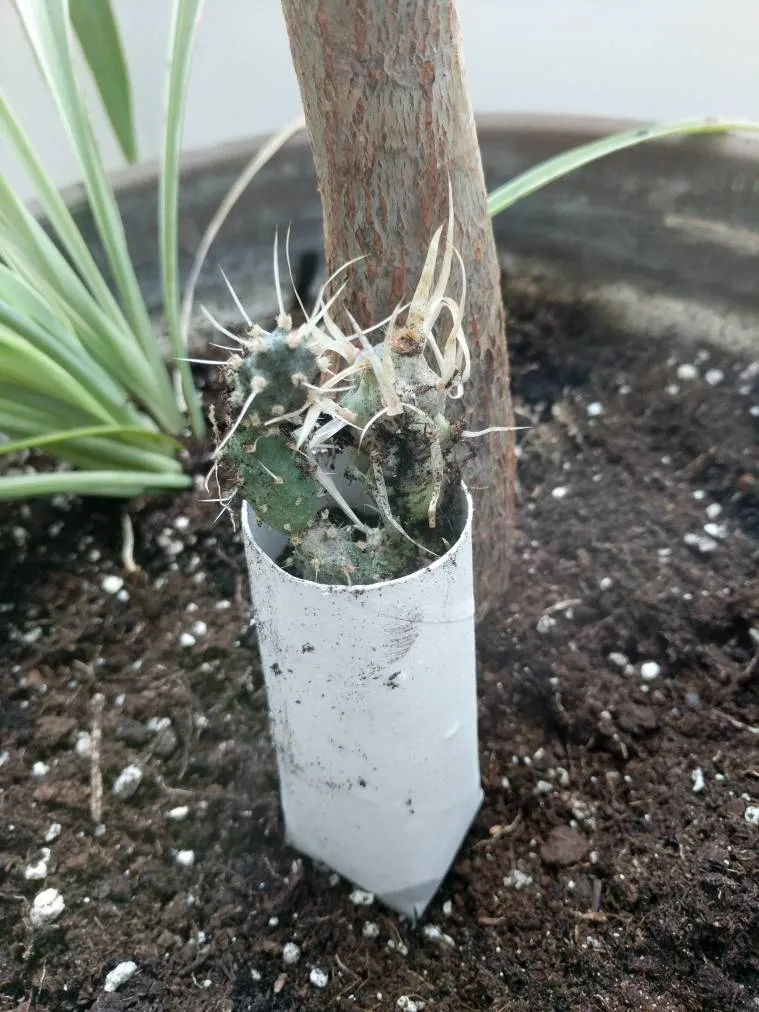 2 Minis Cactus 🌵 photo 1