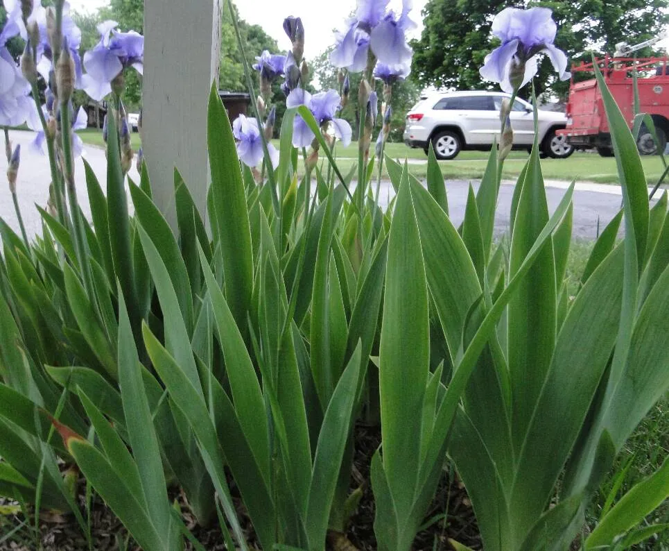 German Iris Plants photo 1