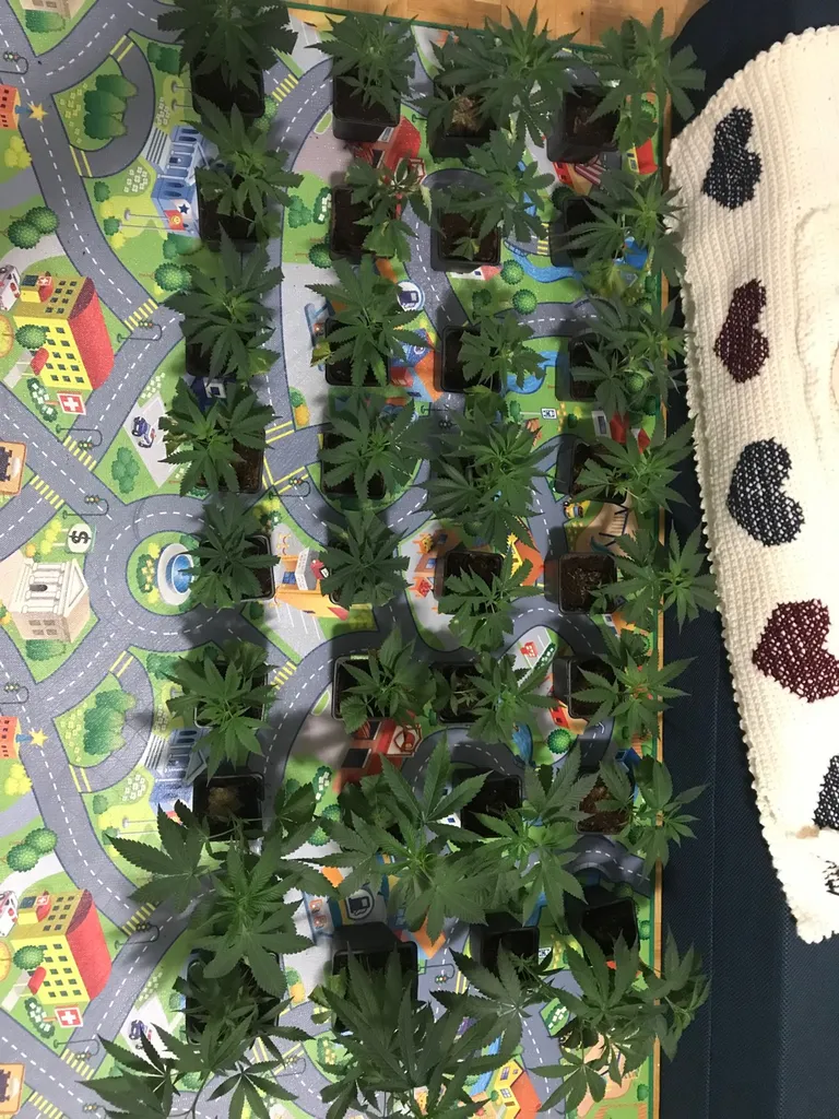 Plants 👌🪴🥦🥕 photo 1